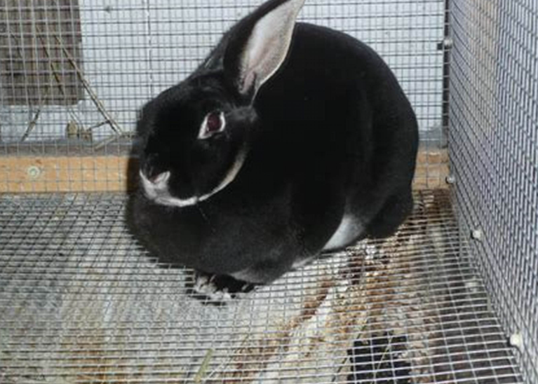 LeandreBaka2's tweet photo. Disinfect your rabbit hutches every week.
Reduce ammonia buildup by cleaning urine trays often.
Breathe easier, both you and your rabbits.
#AgriHopper #CleanFarm #HealthIsWealth https://t.co/J6AKtrFJuQ