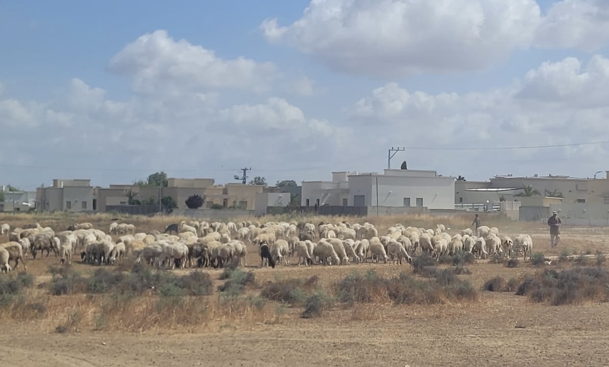 מעניין: לוחמי מג״ב דרום רשמו קנסות מנהליים בסך 150,000 ש״ח לשני אחים בעלי עדרים מרהט, שפלשו לשטח חקלאי במושב בטחה וגרמו לו נזק. העדר הראשון מנה 200 כבשים והשני 100. לאחד נרשם קנס מנהלי של 100 אלף ולשני 50 אלף (500 ש"ח קנס לראש).  לפני כמה חודשים נכנסו לתוקף הקנסות המנהליים במטרה