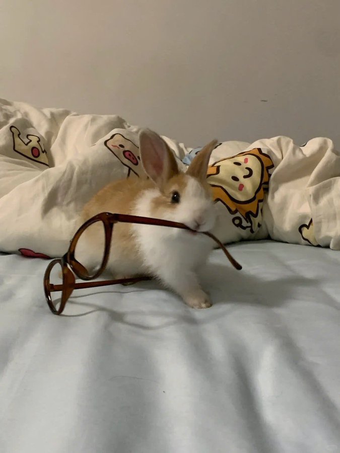bunnyluvr__'s tweet photo. Bunnies with glasses!!!! They're just like me..... https://t.co/gCaNm06IpG