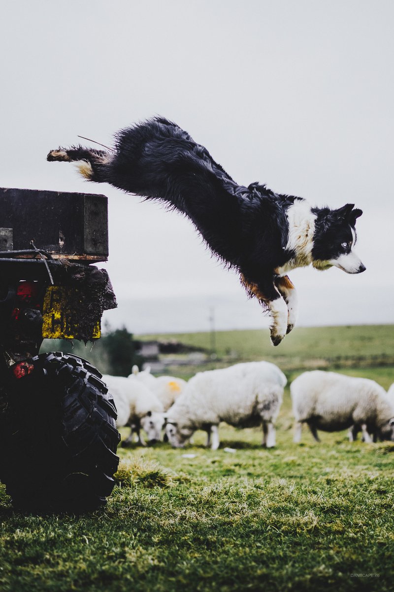 National Parks UK (@uknationalparks) on Twitter photo Farming is part of the rhythm of life in Northumberland National Park 🐑
70% of <a href="/NlandNP/">N'land National Park</a> is moorland, where “hefted” sheep 'instinctively' keep to their patch. Passed from ewe to lamb, this long-standing tradition guides them through the seasons.
📸 Daniel Cook Farming is part of the rhythm of life in Northumberland National Park 🐑
70% of <a href="/NlandNP/">N'land National Park</a> is moorland, where “hefted” sheep 'instinctively' keep to their patch. Passed from ewe to lamb, this long-standing tradition guides them through the seasons.
📸 Daniel Cook