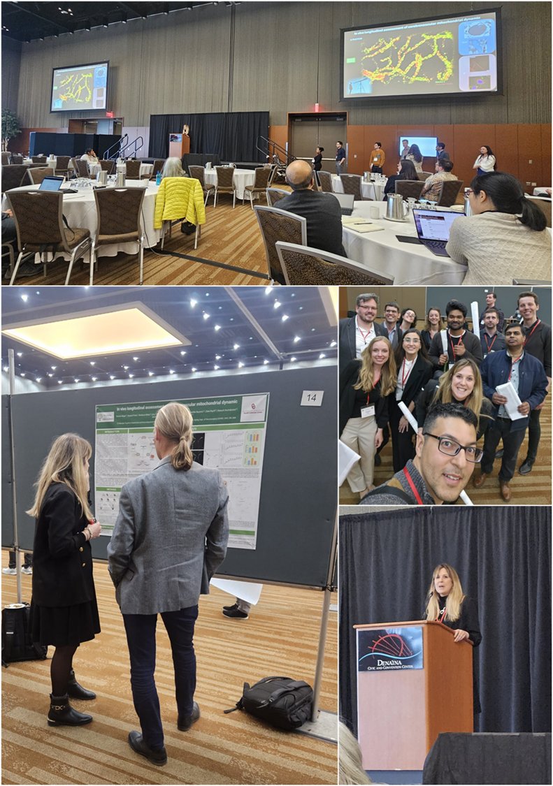 Stefano Tarantini (@stefanot_phd) on Twitter photo Proud of <a href="/negri_sharon95/">Sharon Negri</a> for presenting our latest cerebrovascular mitochondrial work at #AGE2025 Meeting in Alaska. A great opportunity to share exciting findings with the aging research community. Well done. #AgingResearch Proud of <a href="/negri_sharon95/">Sharon Negri</a> for presenting our latest cerebrovascular mitochondrial work at #AGE2025 Meeting in Alaska. A great opportunity to share exciting findings with the aging research community. Well done. #AgingResearch