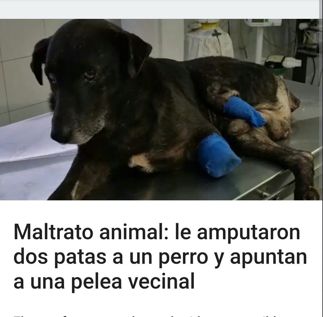 ruben_prz's tweet photo. Tremebundo caso de violencia contra animales en #Rosario.

La facilidad de algunos sujetos para hacer esto es muy preocupante. https://t.co/83QaAteGqW