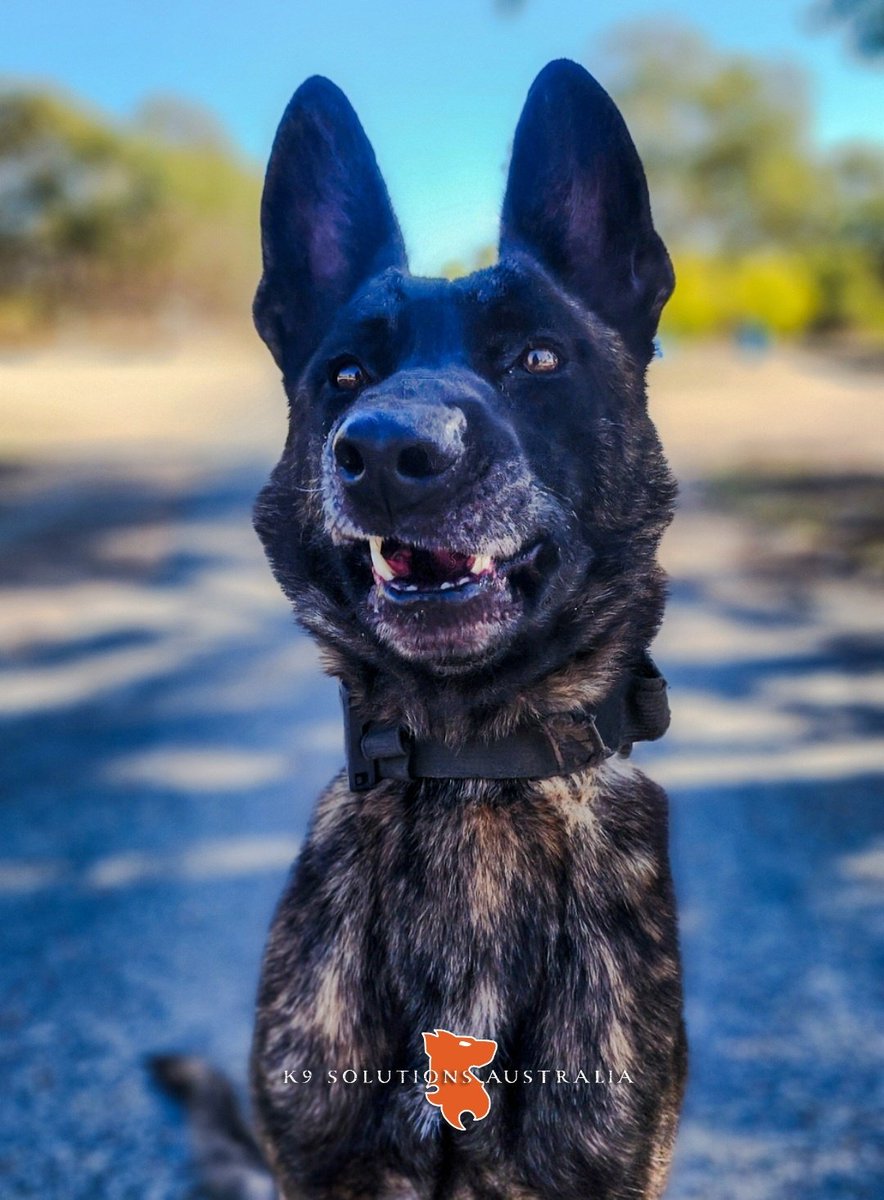 AustralK9's tweet photo. Might just put this week on mute...K9SA DEXTA gets it!
#dutchshepard #workingdogs #MWD #PD #VanKampftrieb #K9SolutionsAustralia🇦🇺 https://t.co/Vi0sCekuNp