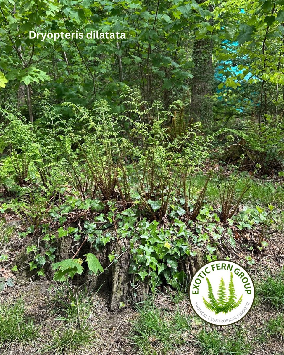 Exotic Fern Group (@exoticferngroup) on Twitter photo 