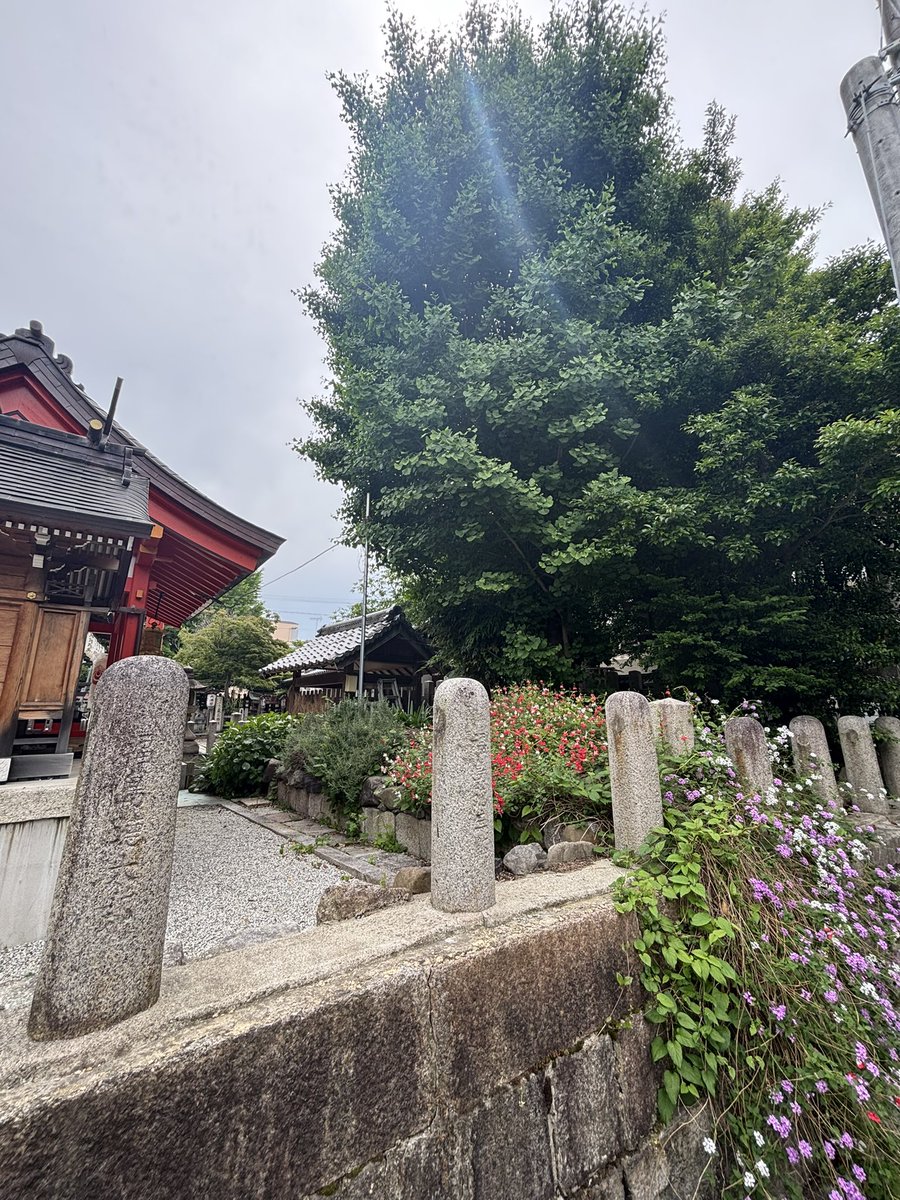 今年も荒熊稲荷社の左側に
赤と白色のチェリーセージと
紫と白色のランタナが
花を咲かしてくれました〜〜
かいらしぃなぁ〜❤️🤍💜
