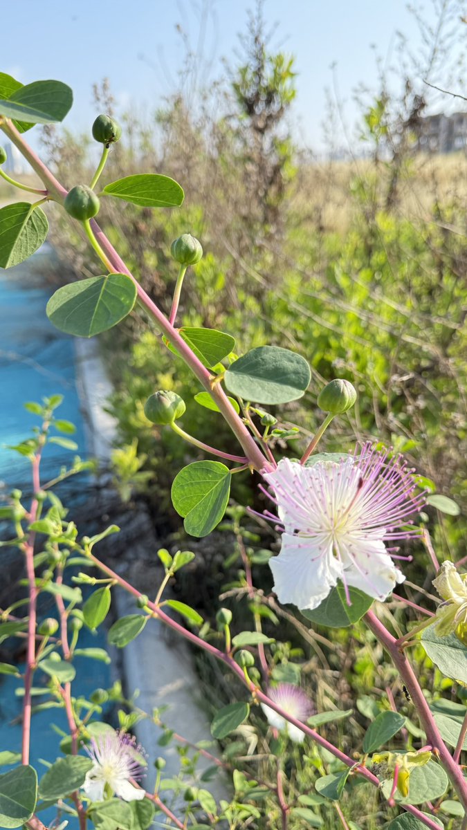 hani devir kötü onu anladık da bizde bu yaşa gelene kadar elimizde çekirdek torbasıyla gezmedik….