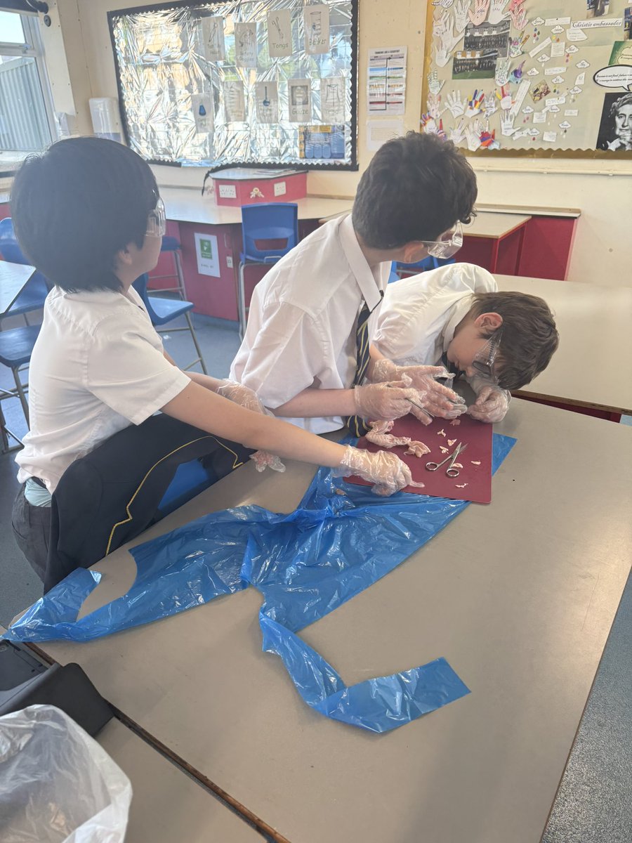 Our chicken wing dissection was a huge success! The science club members were thrilled to discover all the intricate structures, from ligaments to tendons, making for a truly hands-on learning experience.