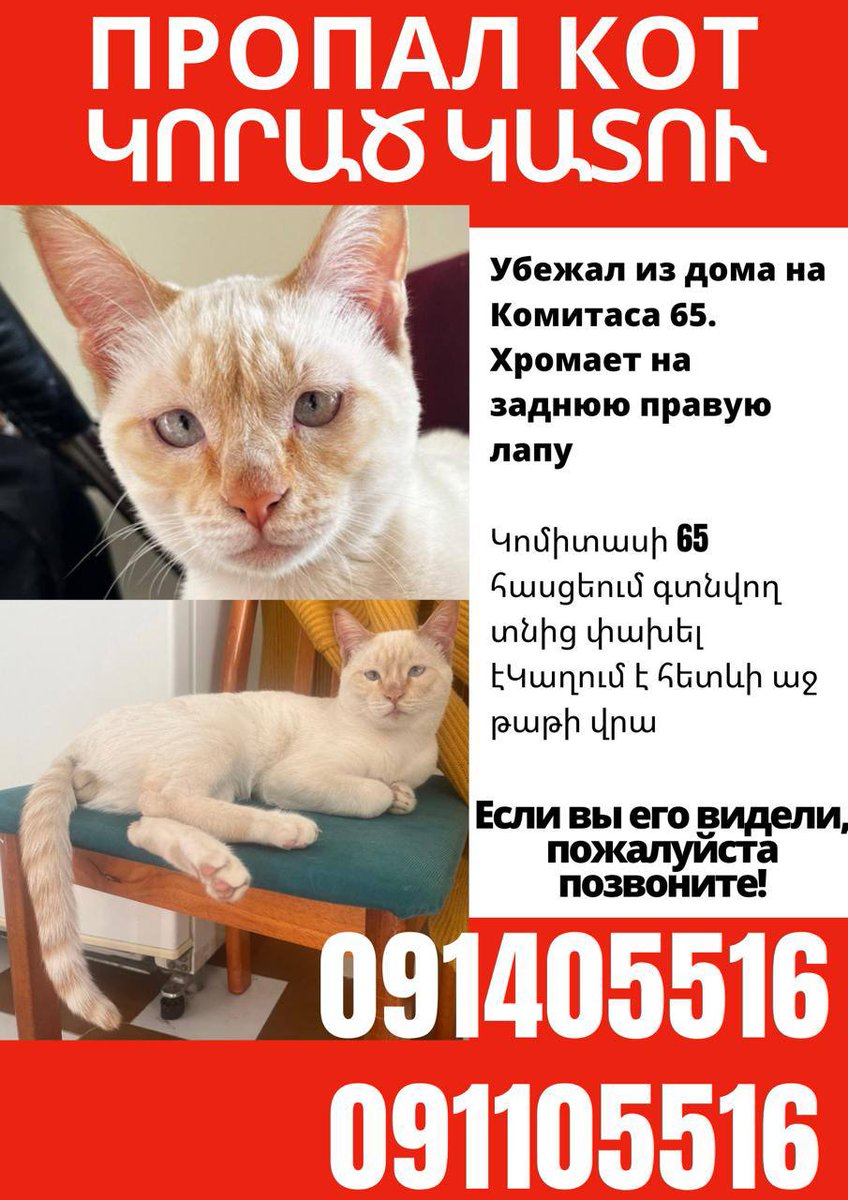 Ребята, у друзей пропал кот, может кто живёт рядом с комитаса и видел его, кот очень выделяется от остальных.

Пожалуйста, сделайте репост если вы из Еревана.