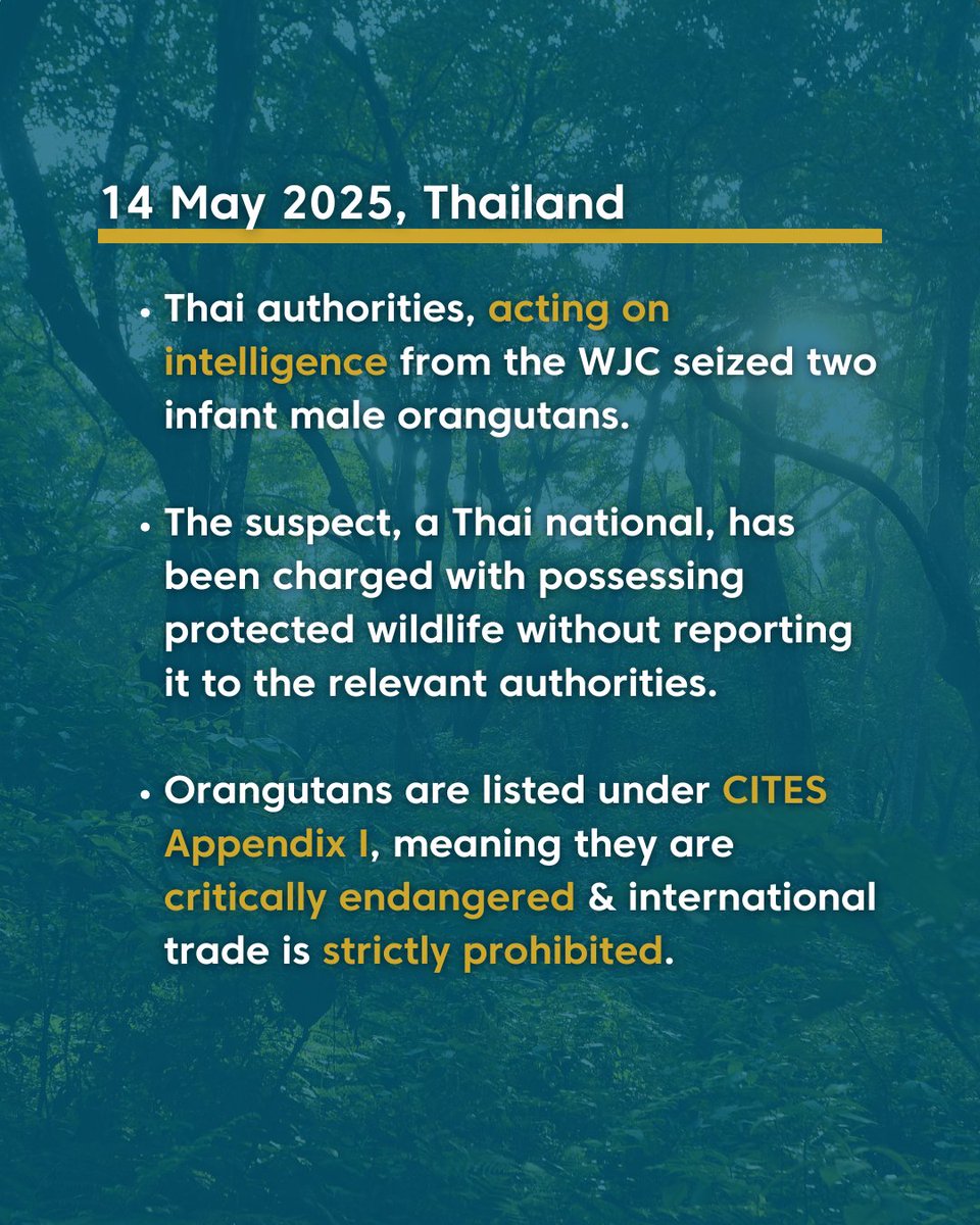 WJCommission's tweet image. 🚨 Two baby orangutans rescued in #Thailand!🦧

On 14 May 2025, Thai authorities, acting on intelligence from the Wildlife Justice Commission(WJC), seized two infant male orangutans, named Christopher and Stefan, from illegal trade in Thailand. The suspect, a Thai national, has…