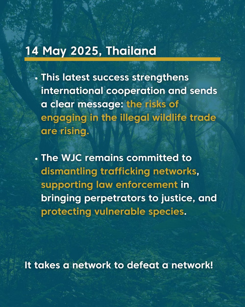 WJCommission's tweet image. 🚨 Two baby orangutans rescued in #Thailand!🦧

On 14 May 2025, Thai authorities, acting on intelligence from the Wildlife Justice Commission(WJC), seized two infant male orangutans, named Christopher and Stefan, from illegal trade in Thailand. The suspect, a Thai national, has…