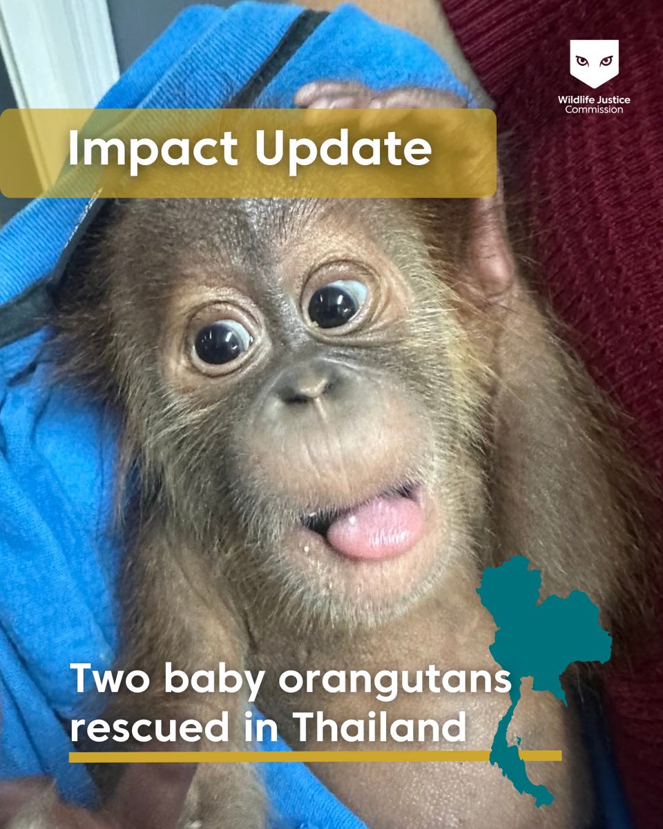 WJCommission's tweet image. 🚨 Two baby orangutans rescued in #Thailand!🦧

On 14 May 2025, Thai authorities, acting on intelligence from the Wildlife Justice Commission(WJC), seized two infant male orangutans, named Christopher and Stefan, from illegal trade in Thailand. The suspect, a Thai national, has…