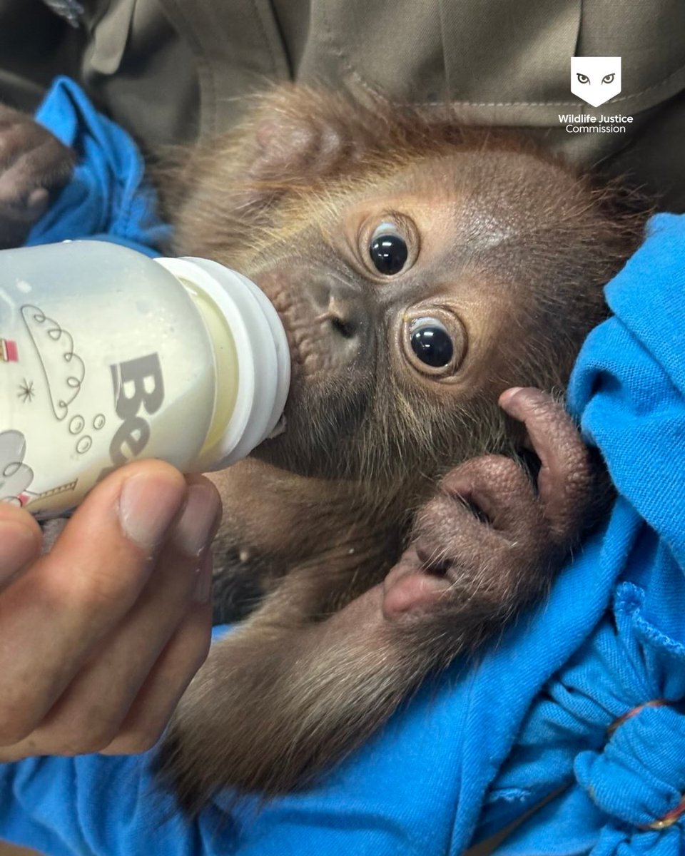 WJCommission's tweet image. 🚨 Two baby orangutans rescued in #Thailand!🦧

On 14 May 2025, Thai authorities, acting on intelligence from the Wildlife Justice Commission(WJC), seized two infant male orangutans, named Christopher and Stefan, from illegal trade in Thailand. The suspect, a Thai national, has…
