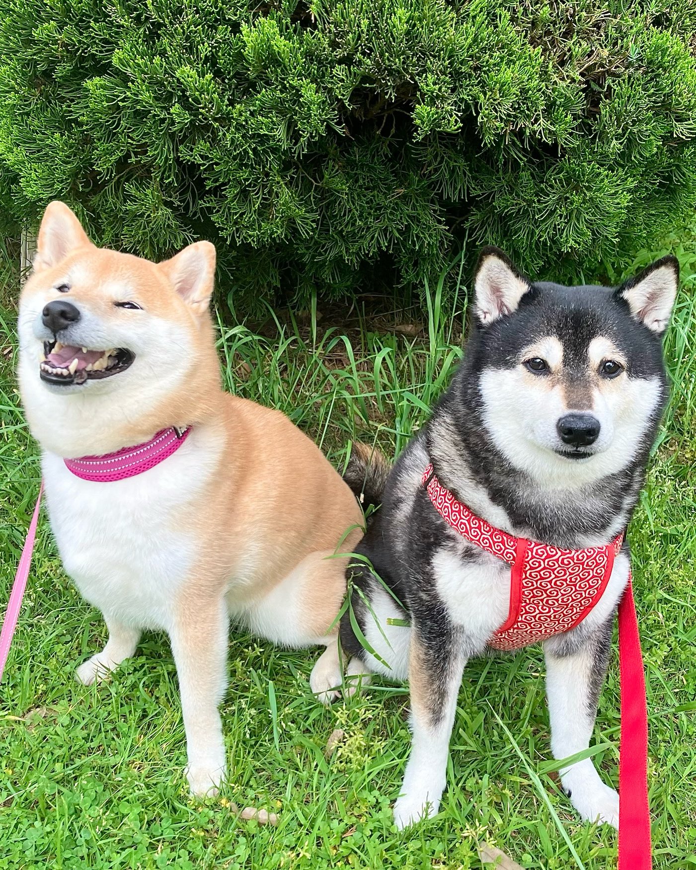 犬　タレント 