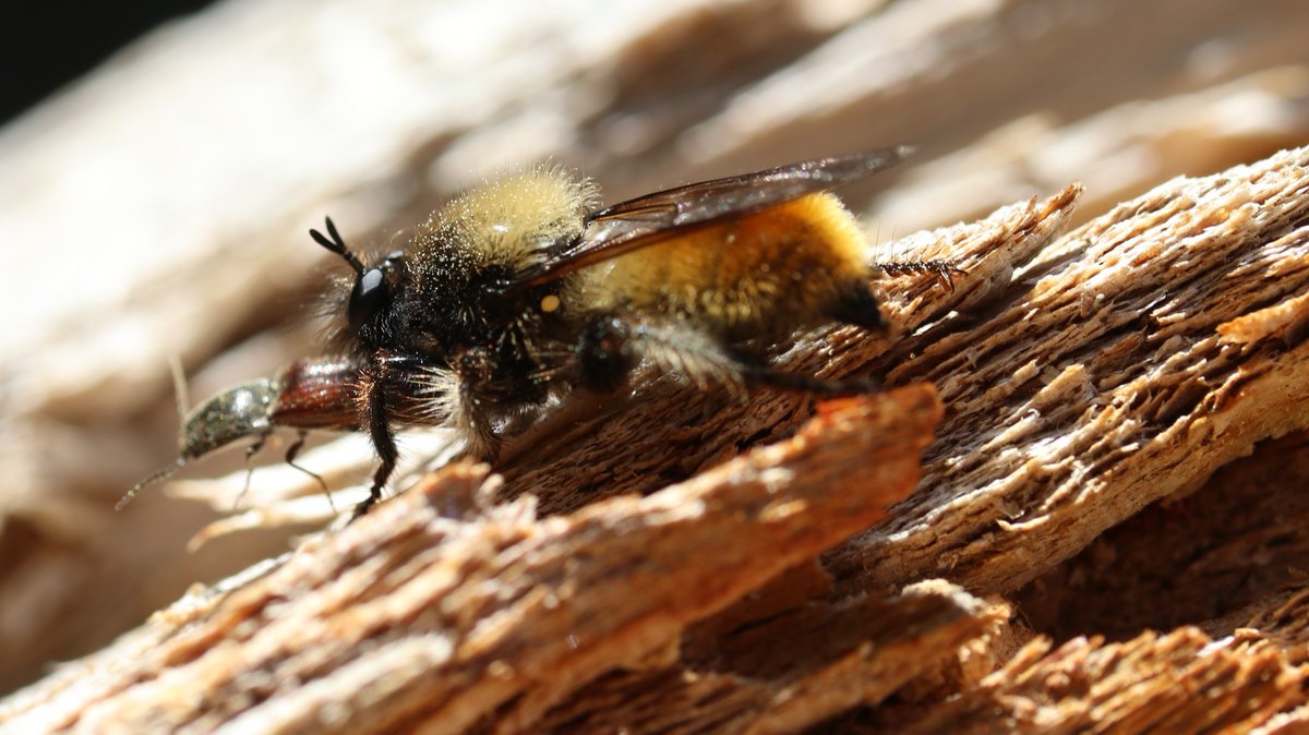 bscgscotland's tweet image. Happy #FlyFriday
This fast powerful cuddly-looking mimic a Bumblee #Robberfly  with click #beetle prey - depends on deadwood  &amp;amp; seems to hunt most in sunshine. 
(original  position head down this image  turned round)  #ACMasilid #Laphria #MayMimic