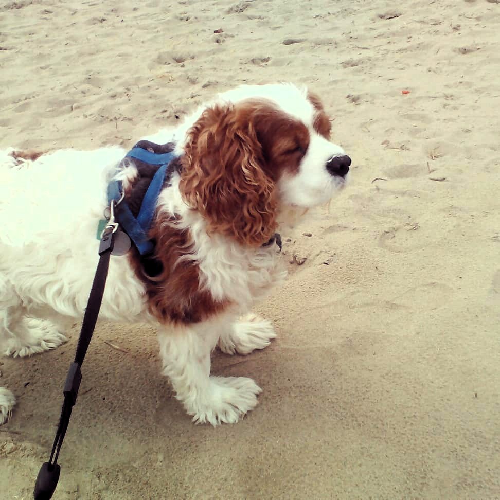 MandyAstle's tweet photo. My darling Henry off on his travels on the beach back in 2018 #FlashbackFriday #neverforgottenfriday #gonebutneverforgotten #FlashbackFridayFeels #cavpack #Cavaliers #dogsofX https://t.co/YaEYZ8Z6P6