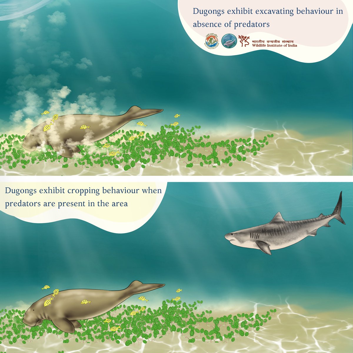 CAMPAdugong_WII's tweet photo. When no predators are near, #dugongs graze calmly on seagrass meadows. 🌿
But when predators like sharks are nearby, they switch tactics—feeding quickly in short bursts, staying alert, and avoiding open areas. 🦈
  #Dugong #worlddugongday2025 https://t.co/J7z7snVFad