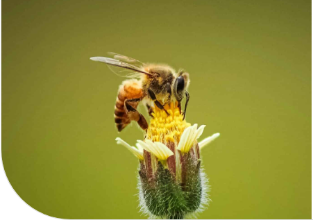 🐝 Van 18 t/m 25 mei is het de Week van de Bij op Eilandsteede!
Lezingen, workshops &amp; leuke activiteiten voor jong en oud 🌼

🎉 Op 25 mei: Lentefeest van 11:00–16:00
🎟️ Gratis toegang!

#WeekVanDeBij #Lentefeest #Eilandsteede #Utrecht