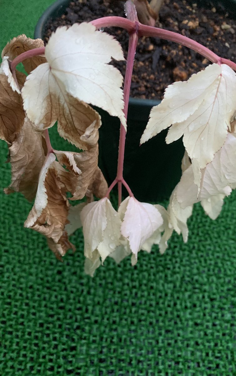 枯れるのをただ見ては置けないので
3時間ほどかけてガソリン臭い
土や根っこを⛽️ほぼ全ての根っこを
取り除いて植え替えました（；＿；）

何故こんな事に…

死なないで…。

#今　#明日葉　#イタズラ？
#死なないで