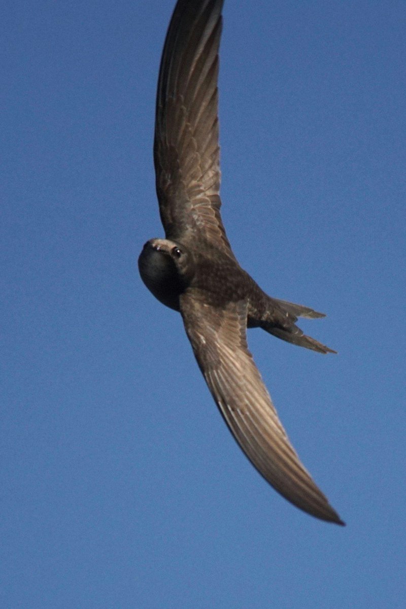 RSL (@radcliffescilib) on Twitter photo Ever wondered why the tower at the Natural History Museum in Oxford resembles a ๐ง grater? They're nest boxes for swifts! Our neighbour <a href="/morethanadodo/">Oxford University Museum of Natural History</a> has welcomed a colony of swifts for 77 years. For #EndangeredSpeciesDay try following their swift diary๐go.glam.ox.ac.uk/ZgPScxlhy Ever wondered why the tower at the Natural History Museum in Oxford resembles a ๐ง grater? They're nest boxes for swifts! Our neighbour <a href="/morethanadodo/">Oxford University Museum of Natural History</a> has welcomed a colony of swifts for 77 years. For #EndangeredSpeciesDay try following their swift diary๐go.glam.ox.ac.uk/ZgPScxlhy