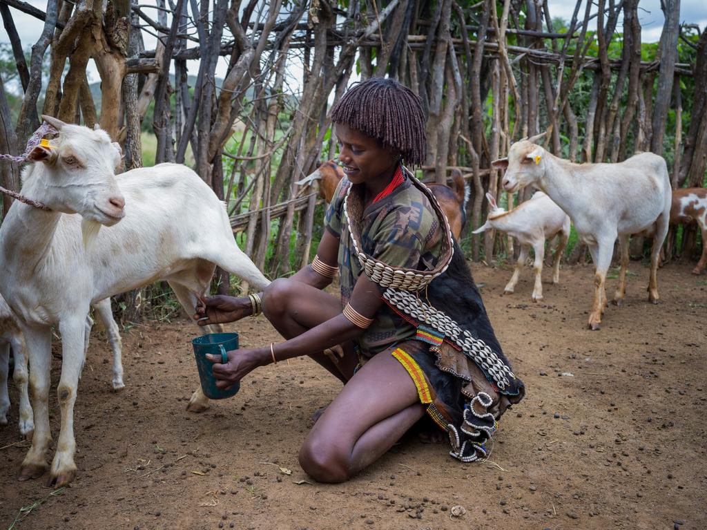 ElvisPro01's tweet photo. Invest in goats today and watch your agribusiness grow one hoof at a time! #YouthInAg https://t.co/gXcZ1tmlAJ