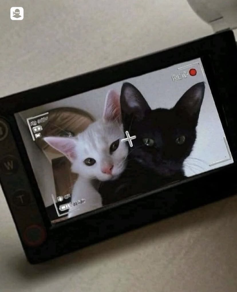 Y (@yasoxan) on Twitter photo 