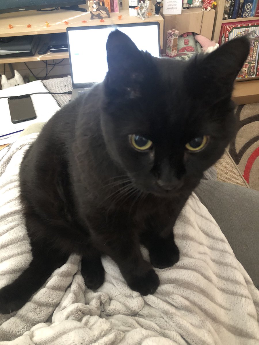 emmaaitkenF1's tweet photo. He flat out bullied his way on to my lap! How am I supposed to get any work done?? 😩😩🐈⬛🐈⬛🐾🐾 #AdminDay https://t.co/Tgb7F4XYjK