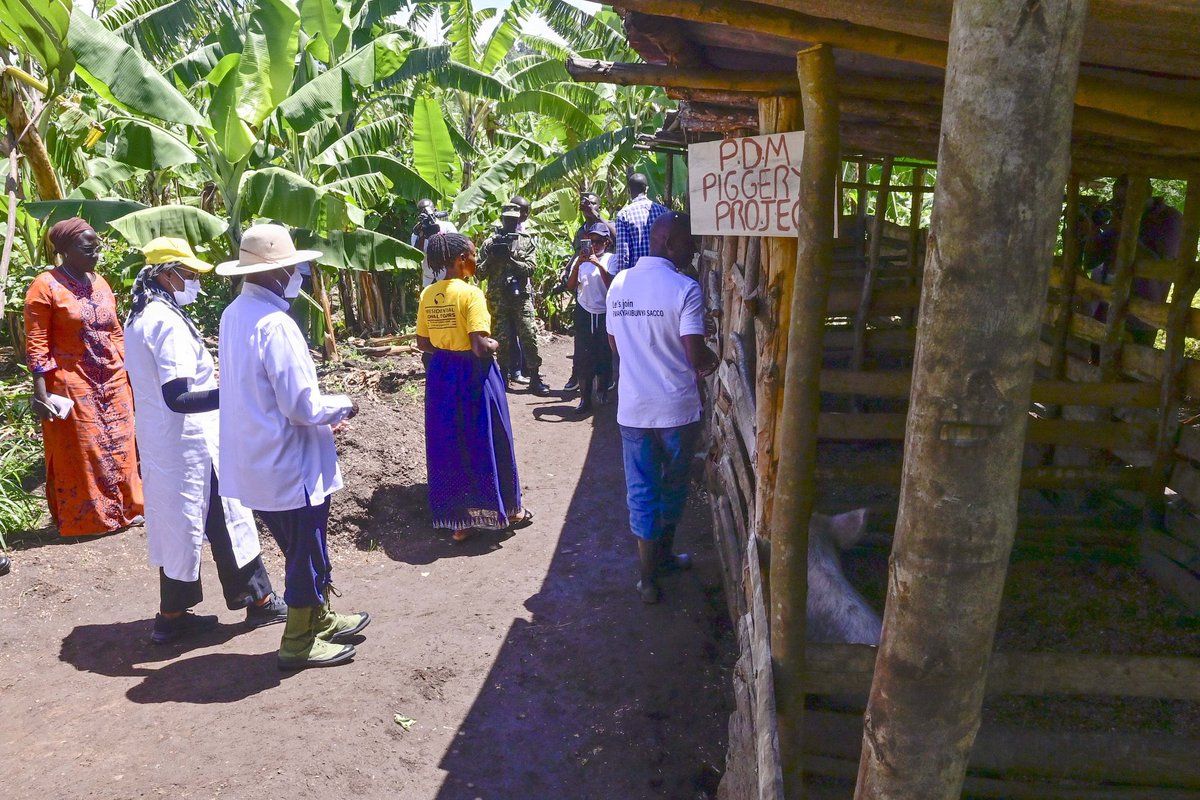Thomas_Tayebwa's tweet photo. It’s always exciting to see how the Parish Development Model (PDM) is transforming the lives of ordinary Ugandans—especially the poorest of the poor. You can truly witness this transformation when you go down to the communities. During the President’s PDM tour yesterday in the districts of Kamwenge, Bunyangabu, and Kabarole, I met and interacted with beneficiaries whose lives have been changed by the program. They are investing in piggery, goat rearing, coffee farming, banana plantations, and other ventures. One woman in Kabarole, a PDM beneficiary, now owns 15 goats, two cows, 7 pigs, and the number continues to grow. Thank you for listening to Mzee’s message of socio-economic transformation, people of Tooro.