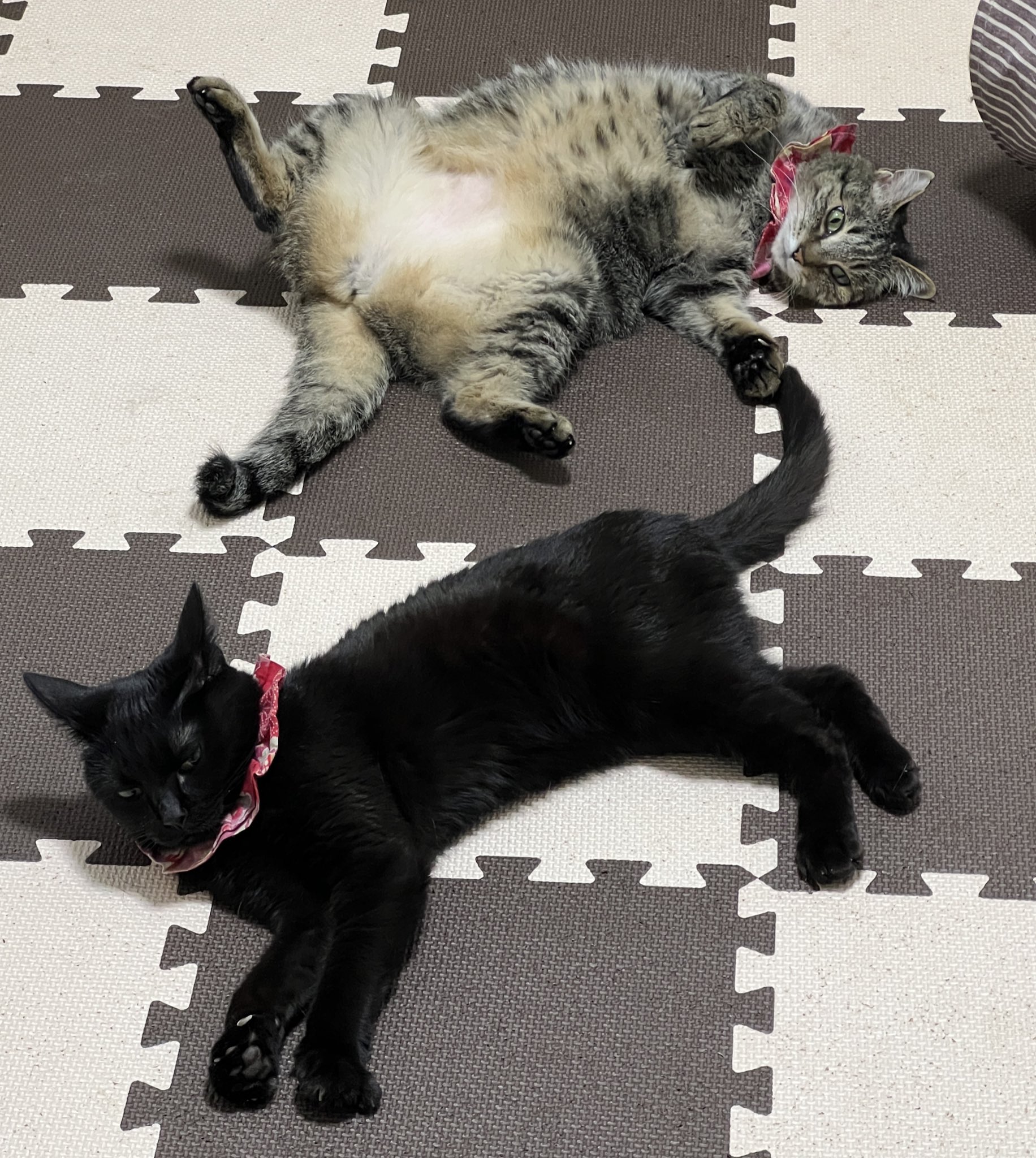 キジトラ猫つむぎ&黒猫みつ🐱元保護猫 (@mitsumugi_nyans) / X