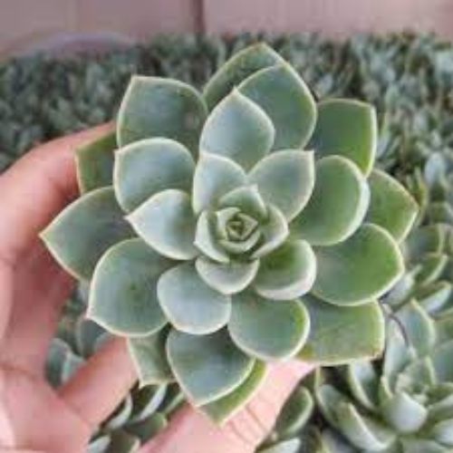 PLANT ORBIT tweet media