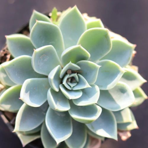 PLANT ORBIT tweet media