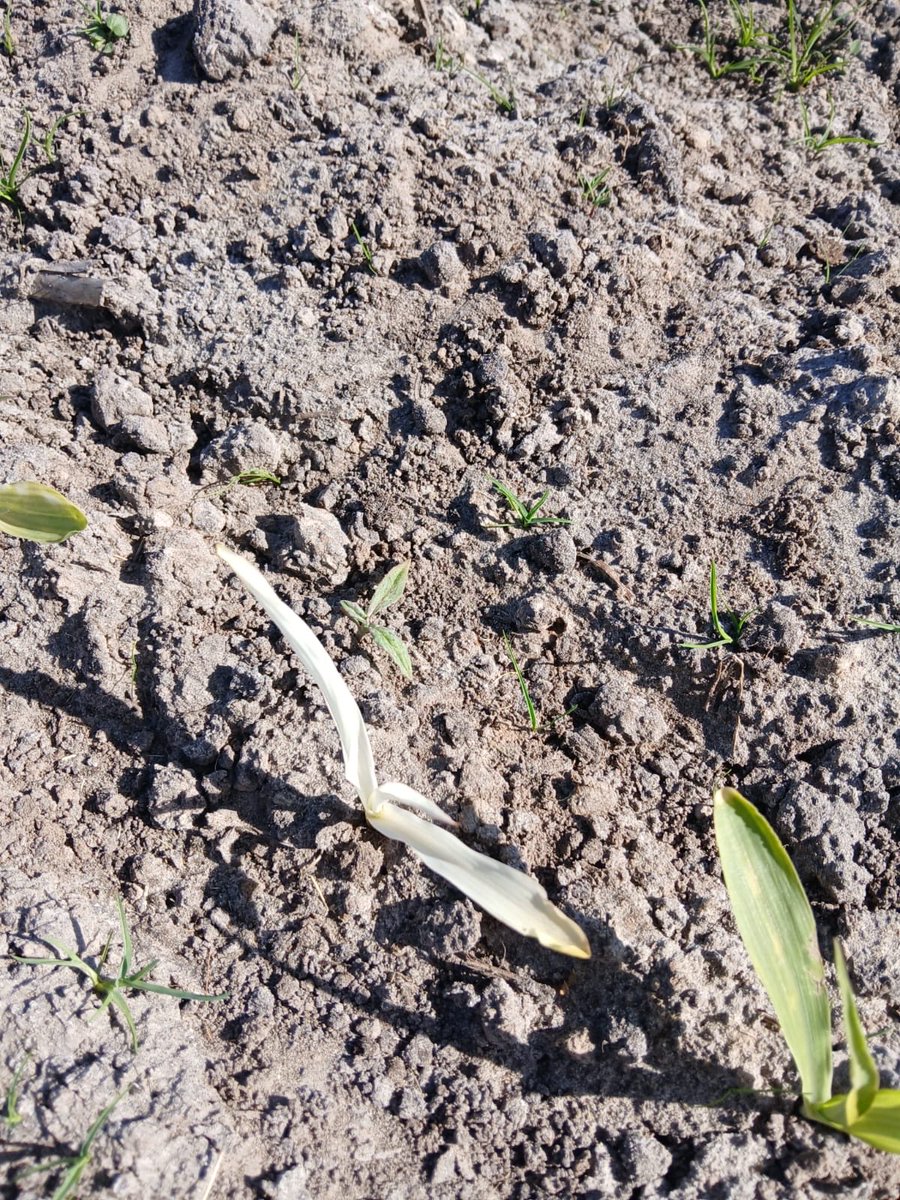 Henry van Ittersum tweet media