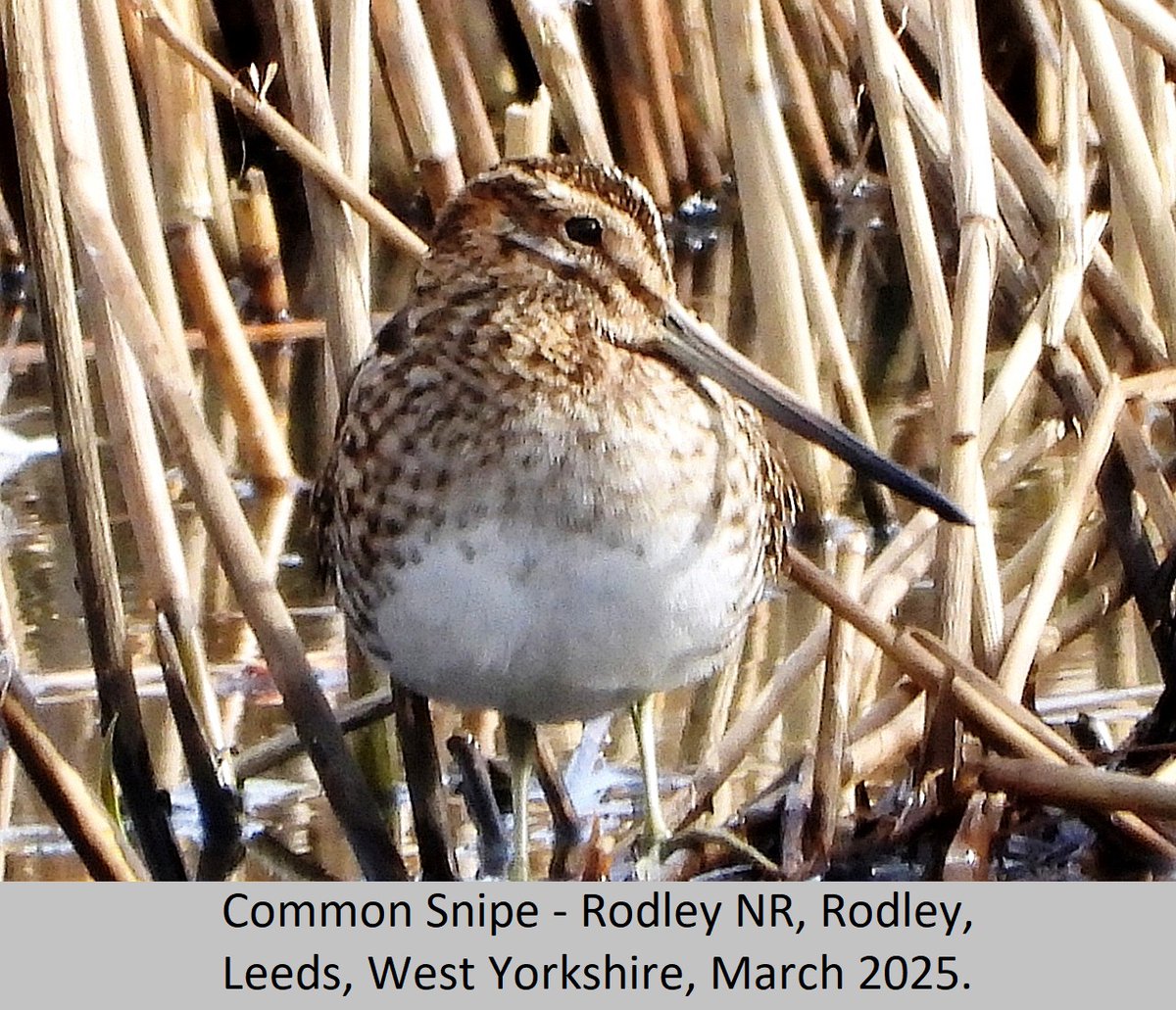 Hatton's Garden:

Roll on tomorrow for my weekly nature fix, guess where.

Yes, Rodley again. Apart from the Goosander there were no big surprises last week. Hope it's a bit livelier this week.