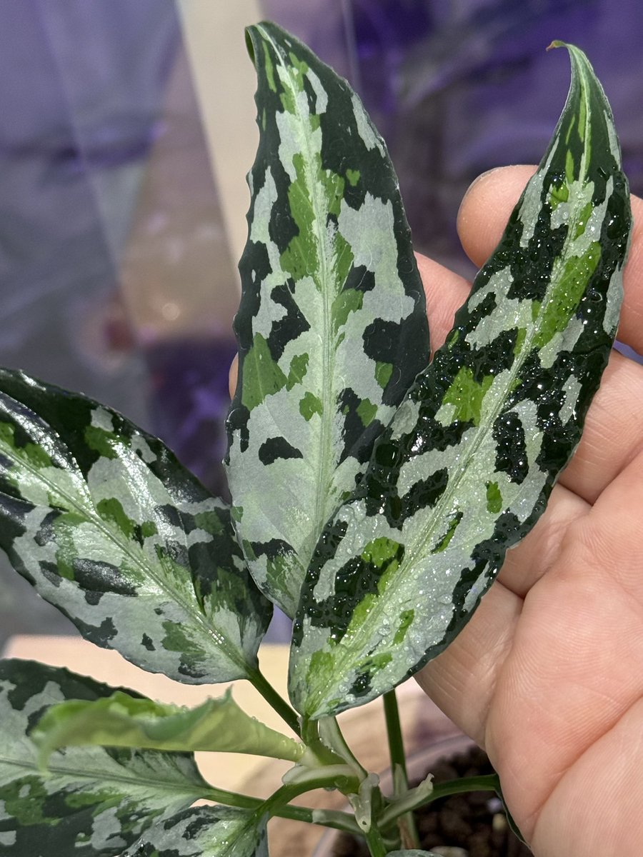 aglaracer's tweet photo. 2022の実生株🌱覚醒中
H氏の元で生まれてたらカッコイイ名前付くのかな？🤔

ポスト久々ですが、🌱草は維持してます😅
実生は地道に頑張ってます https://t.co/Uy0OlXzriL