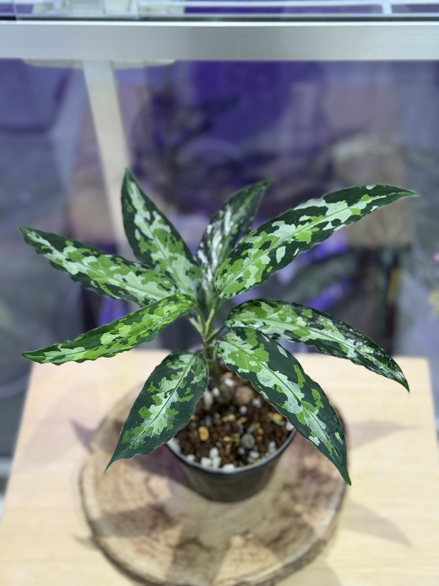 aglaracer's tweet photo. 2022の実生株🌱覚醒中
H氏の元で生まれてたらカッコイイ名前付くのかな？🤔

ポスト久々ですが、🌱草は維持してます😅
実生は地道に頑張ってます https://t.co/Uy0OlXzriL