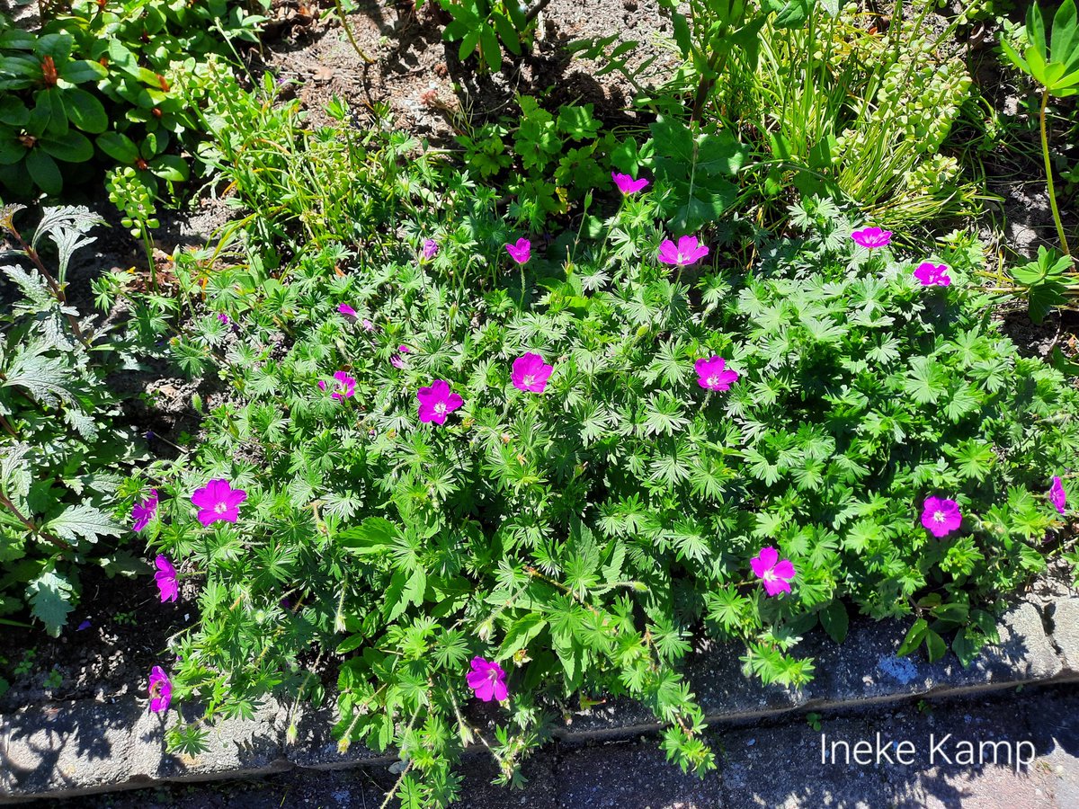 ineke_kamp's tweet photo. Wat bloemen in mijn voortuin. https://t.co/cngg4qWJ3P