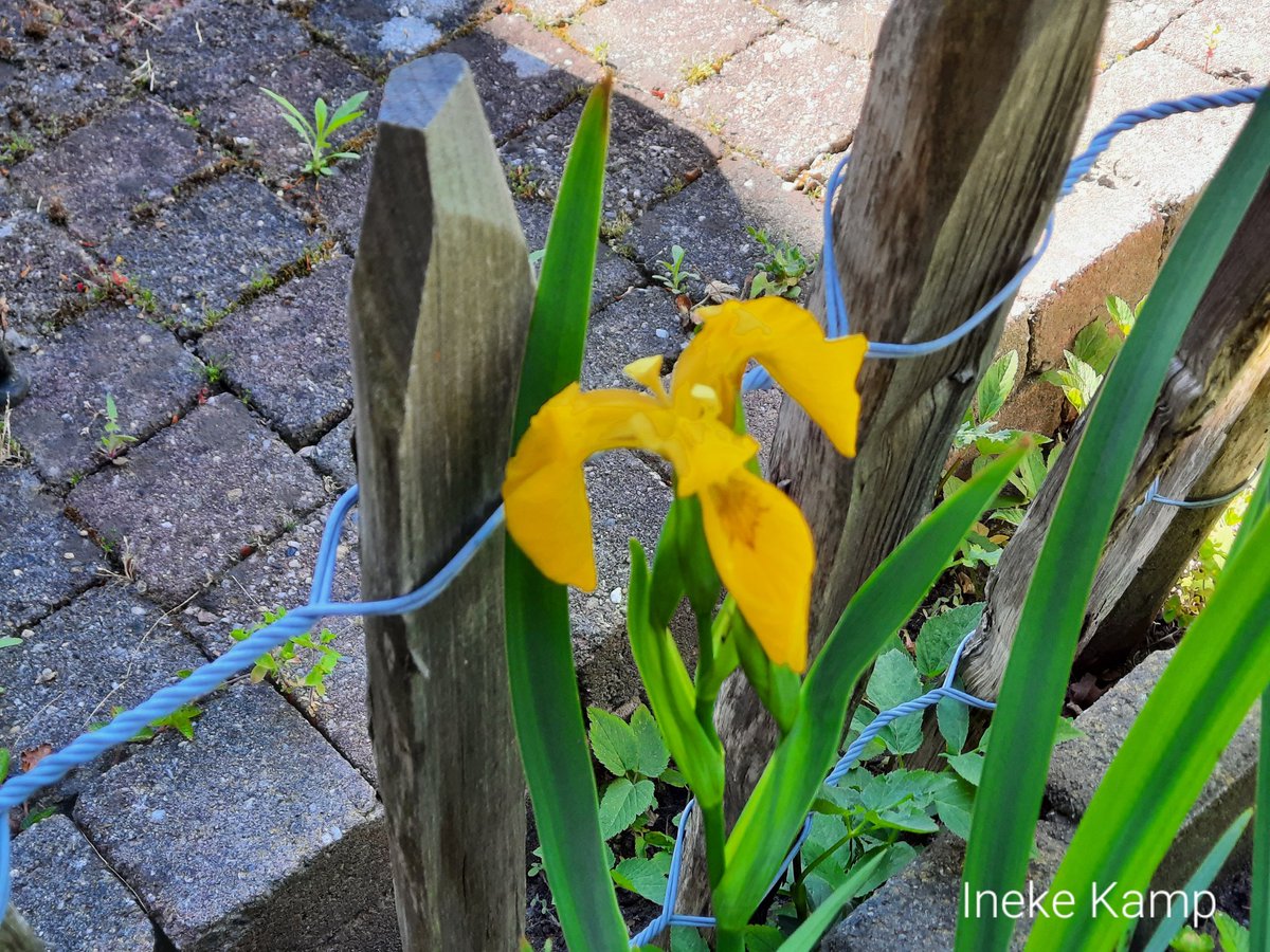 ineke_kamp's tweet photo. Wat bloemen in mijn voortuin. https://t.co/cngg4qWJ3P