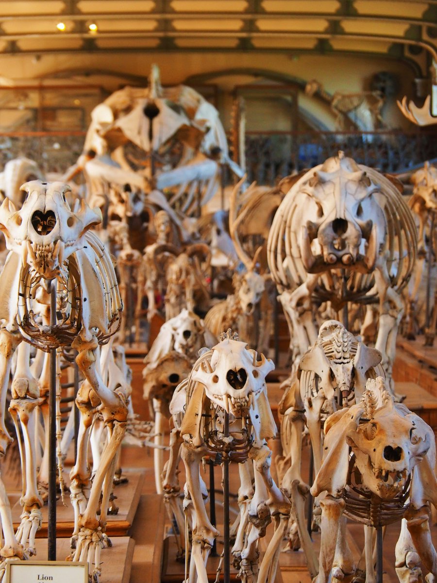 Institute of Anatomical Sciences (@iasanatomy) on Twitter photo 🎓 Diploma of Anatomical Technology and Science (DATS)
Advance your career with this diploma, covering both theoretical and practical aspects of anatomical science.
Complete 8 out of 16 modules, with assessments conducted by IAS-approved examiners.
🔗 anatomical-sciences.org.uk/diploma-of-ana… 🎓 Diploma of Anatomical Technology and Science (DATS)
Advance your career with this diploma, covering both theoretical and practical aspects of anatomical science.
Complete 8 out of 16 modules, with assessments conducted by IAS-approved examiners.
🔗 anatomical-sciences.org.uk/diploma-of-ana…