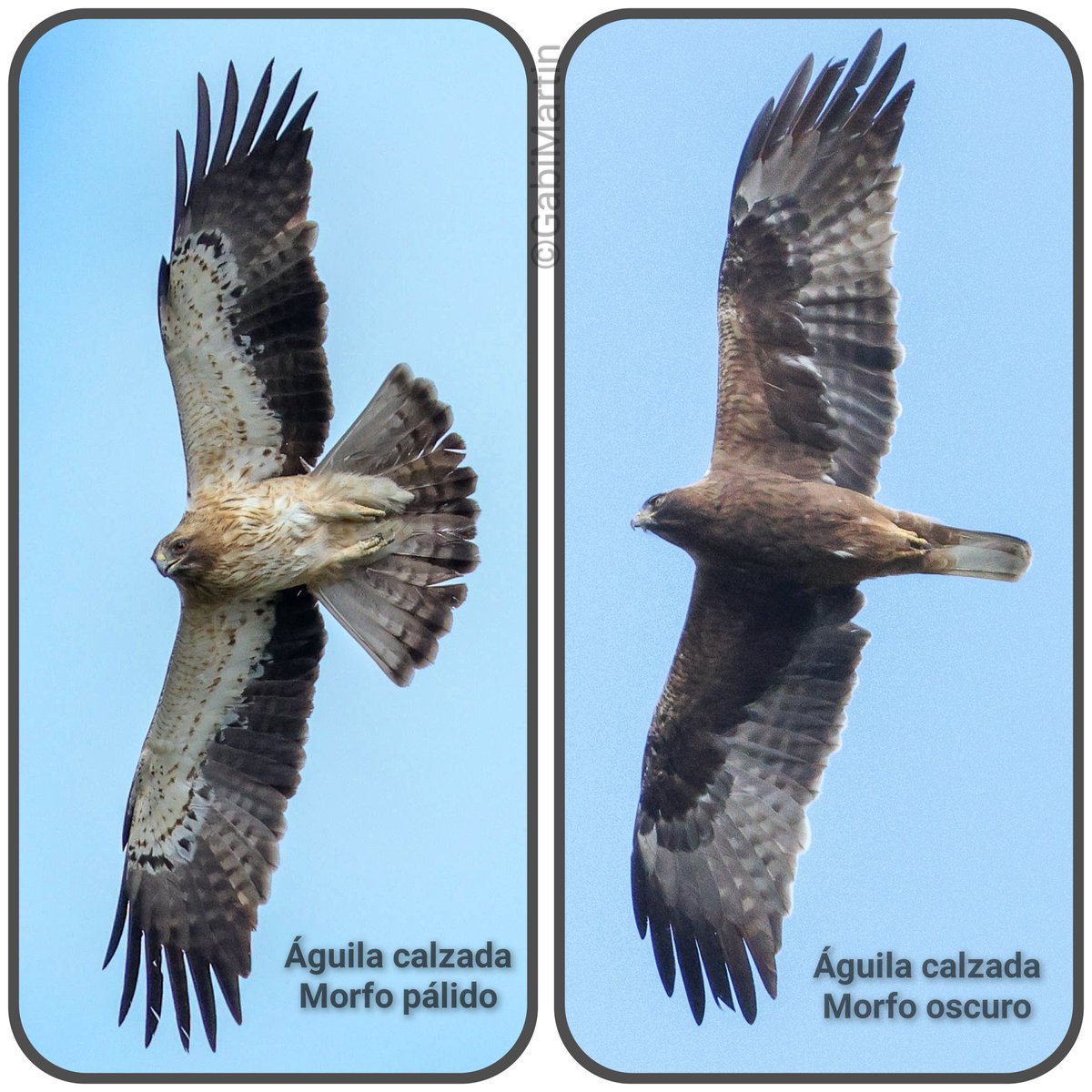 Parecen dos especies diferentes, pero...son águilas calzadas con las dos variaciones de plumaje o morfos, ambos presentes en la península Ibérica.
¿Cuál os gusta más? 🤔😊