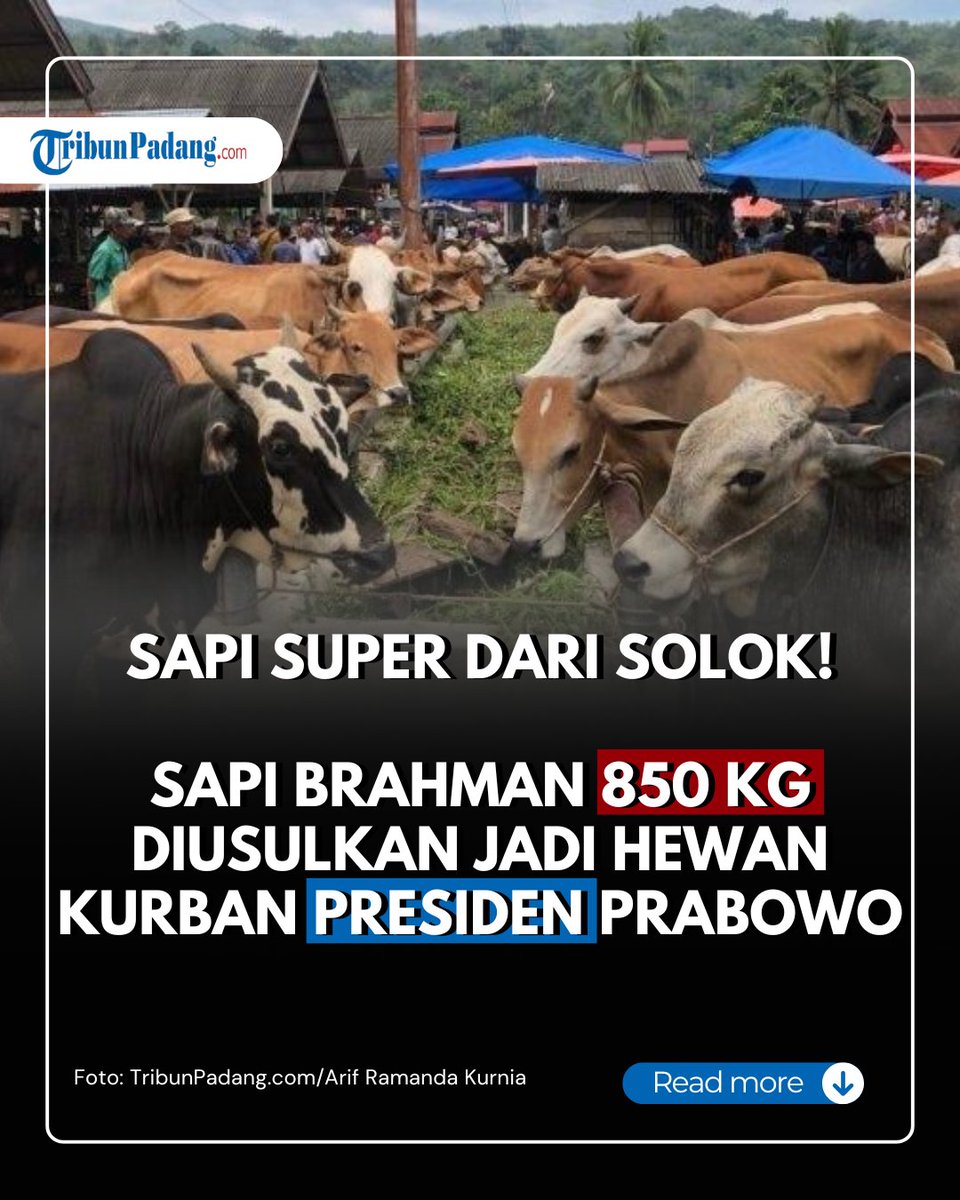 tribunpadangcom's tweet photo. Solok siapkan sapi jumbo untuk kurban Presiden Prabowo! Harganya capai 80 juta! #Solok #Sumbar #KurbanPresiden

https://t.co/4Xbf2AdPQi https://t.co/zWEeMXMudF