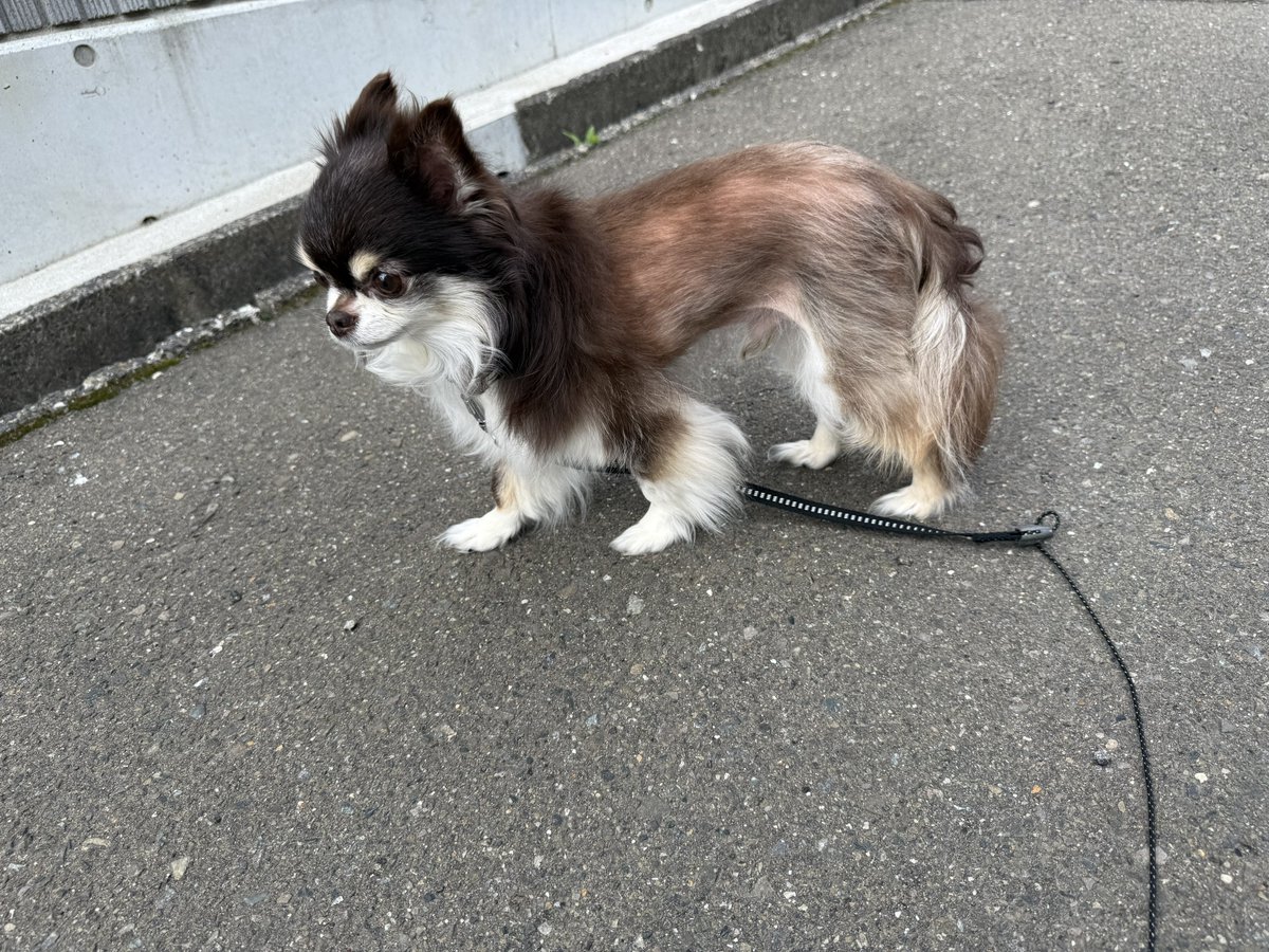 PatraRook's tweet photo. お散歩🐶🚶‍♀️
#犬のいる暮らし 
#犬好きさんと繋がりたい https://t.co/TDYEZ2wHC1