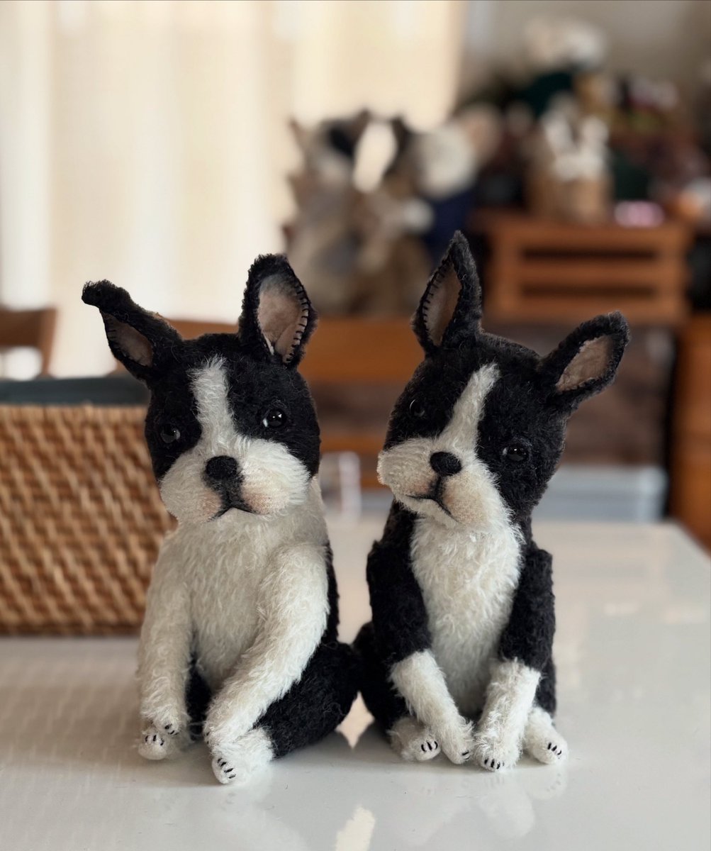 久しぶりにボステリちゃん🐾🐾

 #ボストンテリア