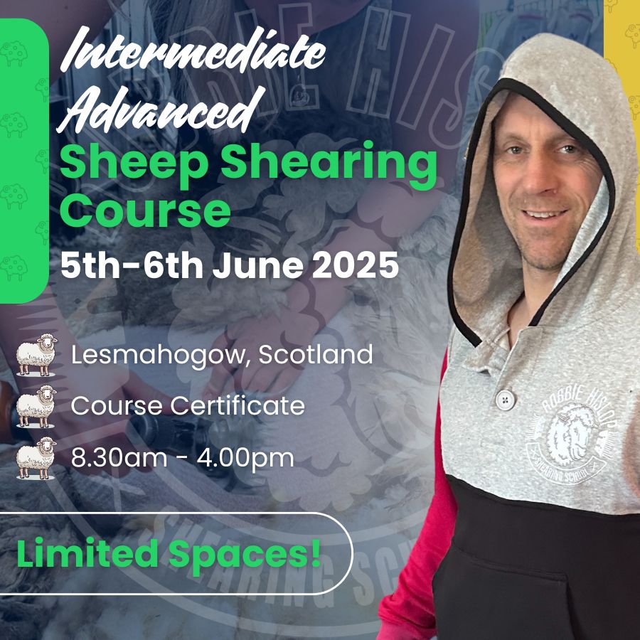 SHEARINGSCHOOL's tweet image. Shorn a few &amp;amp; want to get quicker? 

Robbie’s 2-day Intermediate/Advanced course in Lesmahagow (5–6 June) has 5 spots left. Real shed work, no fluff.

👇
shearingschool.co.uk/product/2-day-… 

#SheepShearingCourse #FarmSkills #RobbieHislop