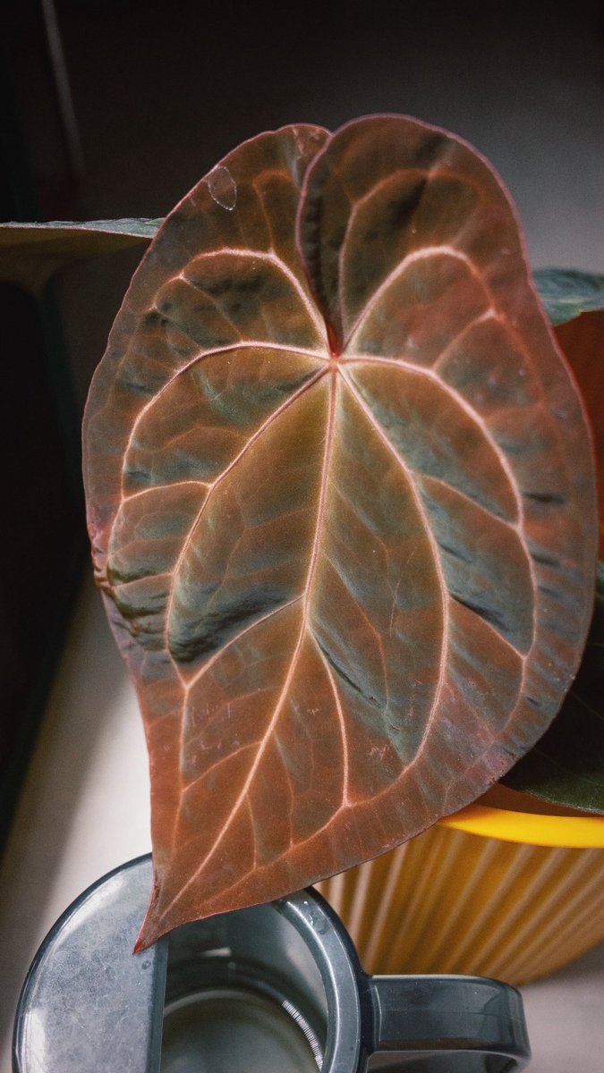 アンスリウム水遣り中🚿
Mystique A88×Red dark phoenix
新葉がエロいです。