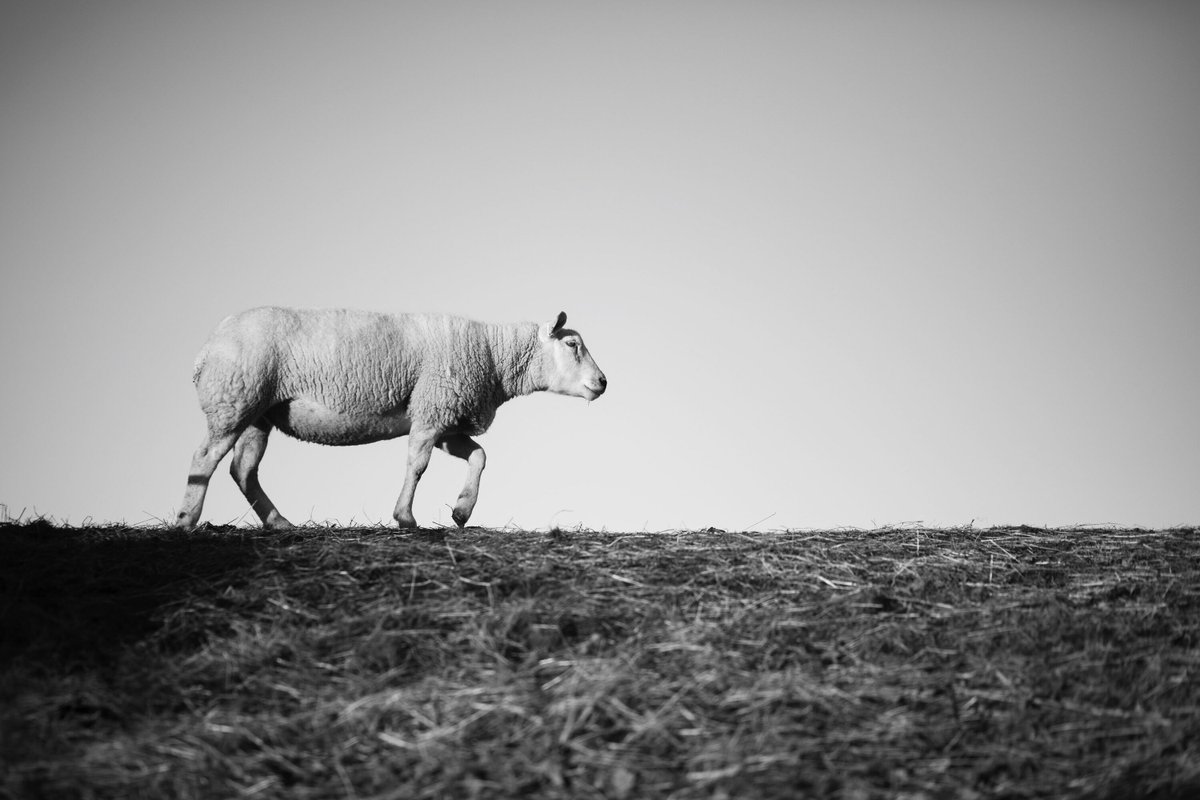 MrDrewPhotos's tweet photo. Sheep on the go
Photo taken by: Drew Cunningham
#randomphotofriday #flashback #sheep #BWphotography #blackandwhite #animals #wildlife #wildlifephotography #mrdrewphotography #mrdrewphotos #photography #photographer #dundee #scotland #creative #creativescotland https://t.co/OKHwPY0EWj