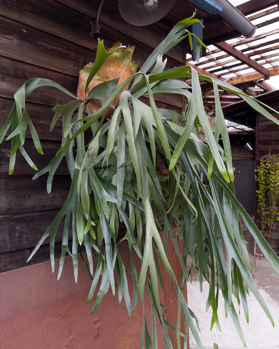 Staghorn Fern / ビカクシダ

nogatadenki.jp

#ndkinc
#工場緑化
#野方電機工業