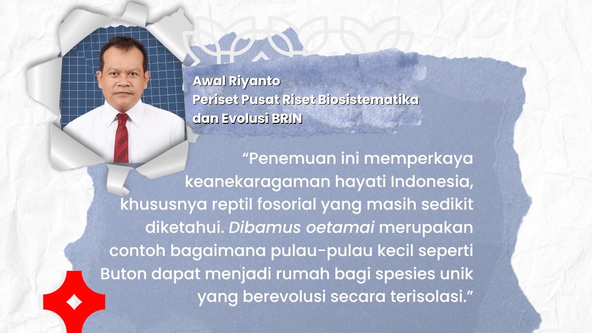 brin_indonesia's tweet photo. Selengkapnya: https://t.co/uqCe44w9Eo
#BRIN #RisetInovasi #DibamusOetamai #Kadal #Buton #Biodiversity #SaveOurForest https://t.co/l07yOkWEab