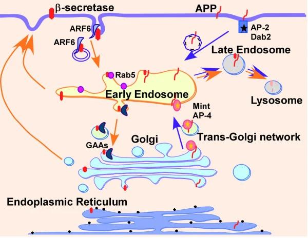 AlphaLifetech's tweet image. Studying APP or Abeta in neuro research?
Alpha Lifetech provides recombinant proteins, antibody production &amp;amp; affinity screening services to support your work.
📧 info@alphalifetech.com
🌐 alpha-lifetech.com
#appprotein #abeta #alzheimersresearch #drugdiscovery