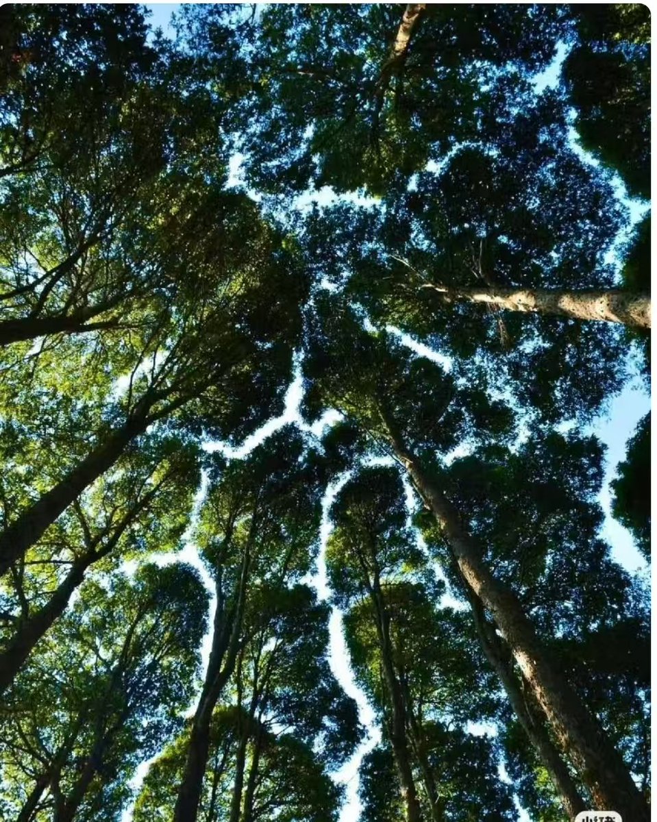 树冠羞避(Crown Shyness)又叫冠层脱落，指的是一些特定树种会有的自然现象。即使空间很拥挤，相邻的树木的树冠也互不遮挡，形成一个沟状的开口。感觉像是树木在互相“礼让”，各自有各自的一块空间，像拼图一样！