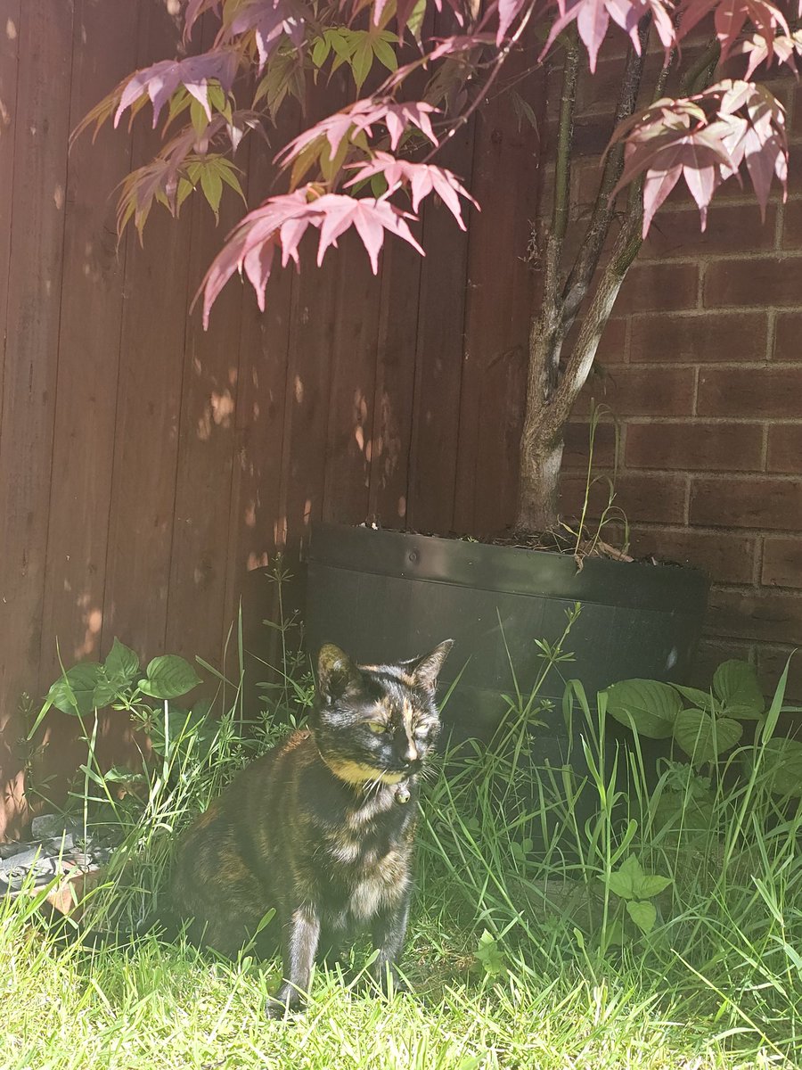 I thinking of the family and friends of Riaan while doing my #HedgewatchforRiaan 🐾🐾