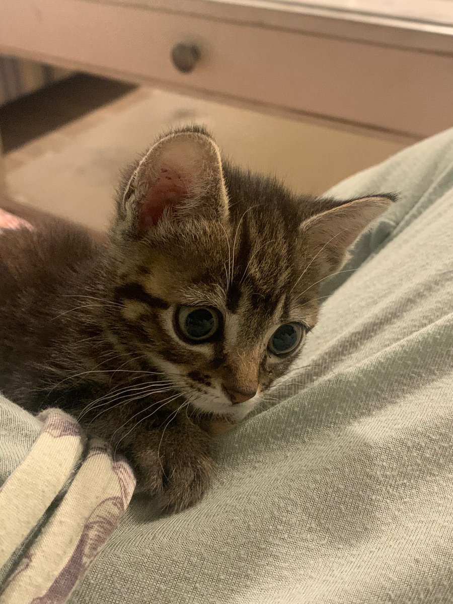 lauboutey's tweet photo. Hola gente de tuiter!! Estamos buscando familia para esta enana tan bonica😁
Es súper cariñosa, hace sus cositas en el arenero, come sola y le encanta estar con gente❤️Estamos en Murcia pero puede viajar a cualquier parte de España! Para más info MD, se agradece difusión 🙏🏻🐾❤️ https://t.co/hh2B5OTmfs